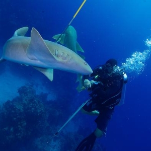 Know everything you need to know to dive in Chinchorro, Mahahual